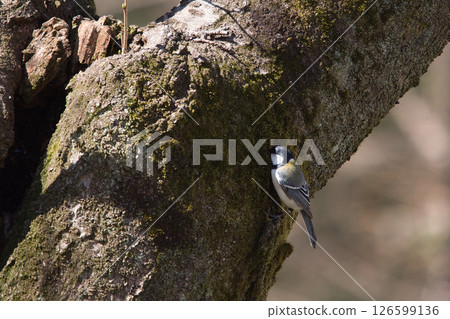 Tits that stop on trees Tits that stop on trees 126599136