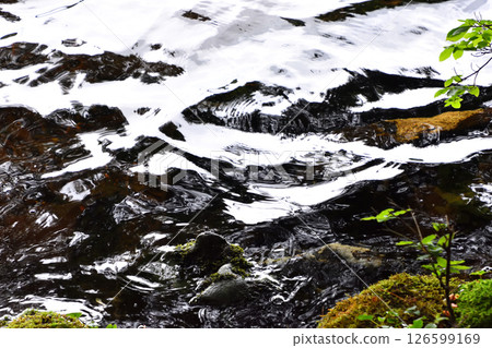 Moss forest and water surface of Shirakome Pond 126599169