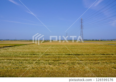 Vast barley fields stretching out as far as the eye can see, Usa City, Oita Prefecture 126599176
