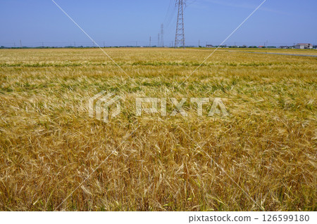 Vast barley fields stretching out as far as the eye can see, Usa City, Oita Prefecture 126599180