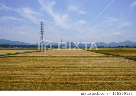 Vast barley fields stretching out as far as the eye can see, Usa City, Oita Prefecture 126599182
