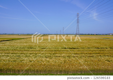 Vast barley fields stretching out as far as the eye can see, Usa City, Oita Prefecture 126599183