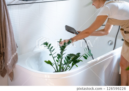 A woman in an apron washes Zamioculcas zamiifolia houseplant from the shower in the bathroom. Care of potted plants, watering, dusting, humidification A woman in an apron washes Zamioculcas zamiifolia houseplant from the shower in the bathroom. Care of potted plants, watering, dusting, humidification 126599226