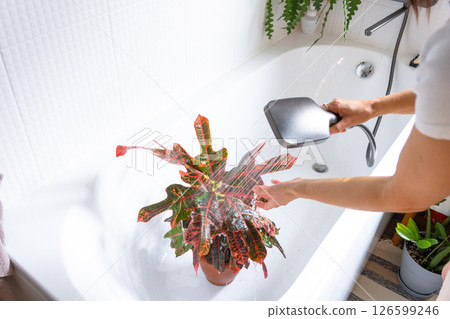 A woman in an apron washes the Croton Codium houseplant from the shower in the bathroom. Care of potted plants, watering, dusting, humidification A woman in an apron washes the Croton Codium houseplant from the shower in the bathroom. Care of potted plants, watering, dusting, humidification 126599246