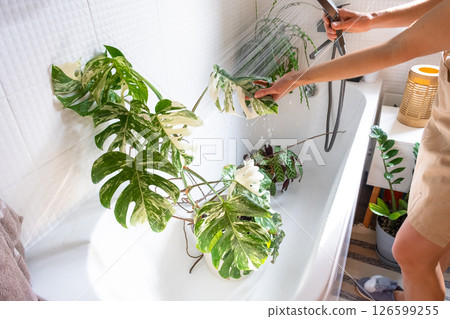A woman in an apron washes the Monstera Alba variegata houseplant from the shower in the bathroom. Care of potted plants, watering, dusting, humidification 126599255