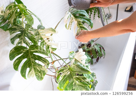 A woman in an apron washes the Monstera Alba variegata houseplant from the shower in the bathroom. Care of potted plants, watering, dusting, humidification 126599256