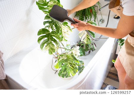 A woman in an apron washes the Monstera Alba variegata houseplant from the shower in the bathroom. Care of potted plants, watering, dusting, humidification A woman in an apron washes the Monstera Alba variegata houseplant from the shower in the bathroom. Care of potted plants, watering, dusting, humidification 126599257
