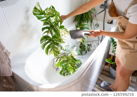 A woman in an apron washes the Monstera Alba variegata houseplant from the shower in the bathroom. Care of potted plants, watering, dusting, humidification 126599258