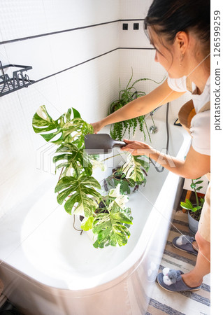 A woman in an apron washes the Monstera Alba variegata houseplant from the shower in the bathroom. Care of potted plants, watering, dusting, humidification 126599259