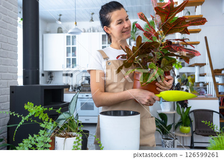 Repotting and caring home plant codium croton into new pot in home interior. Woman breeds and grows plants hobby, holds tropical plant with red leaves Repotting and caring home plant codium croton into new pot in home interior. Woman breeds and grows plants hobby, holds tropical plant with red leaves 126599261