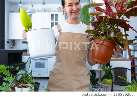 Repotting and caring home plant codium croton into new pot in home interior. Woman breeds and grows plants hobby, holds tropical plant with red leaves Repotting and caring home plant codium croton into new pot in home interior. Woman breeds and grows plants hobby, holds tropical plant with red leaves 126599263