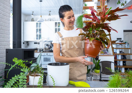 Repotting and caring home plant codium croton into new pot in home interior. Woman breeds and grows plants hobby, holds tropical plant with red leaves Repotting and caring home plant codium croton into new pot in home interior. Woman breeds and grows plants hobby, holds tropical plant with red leaves 126599264