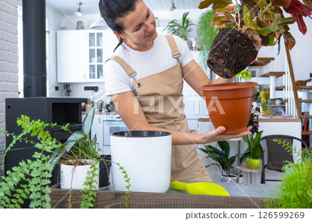 Repotting and caring home plant codium croton into new pot in home interior. Woman breeds and grows plants hobby, holds tropical plant with red leaves Repotting and caring home plant codium croton into new pot in home interior. Woman breeds and grows plants hobby, holds tropical plant with red leaves 126599269