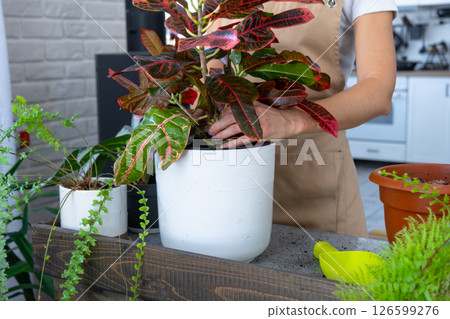 Repotting and caring home plant codium croton into new pot in home interior. Woman breeds and grows plants hobby, holds tropical plant with red leaves Repotting and caring home plant codium croton into new pot in home interior. Woman breeds and grows plants hobby, holds tropical plant with red leaves 126599276