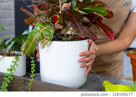 Repotting and caring home plant codium croton into new pot in home interior. Woman breeds and grows plants hobby, holds tropical plant with red leaves 126599277