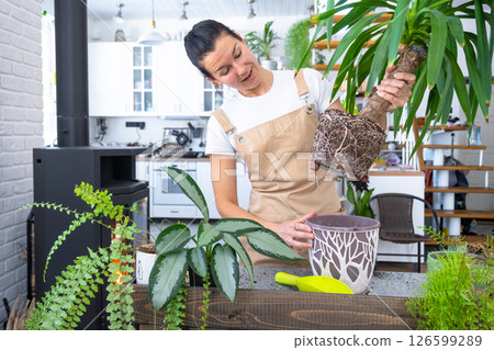 Repotting and caring home plant Yucca into new pot in home interior. Woman breeds and grows plants hobby, holds tropical plant Dracaena Repotting and caring home plant Yucca into new pot in home interior. Woman breeds and grows plants hobby, holds tropical plant Dracaena 126599289