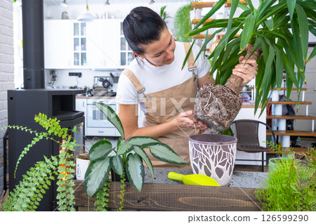 Repotting and caring home plant Yucca into new pot in home interior. Woman breeds and grows plants hobby, holds tropical plant Dracaena Repotting and caring home plant Yucca into new pot in home interior. Woman breeds and grows plants hobby, holds tropical plant Dracaena 126599290