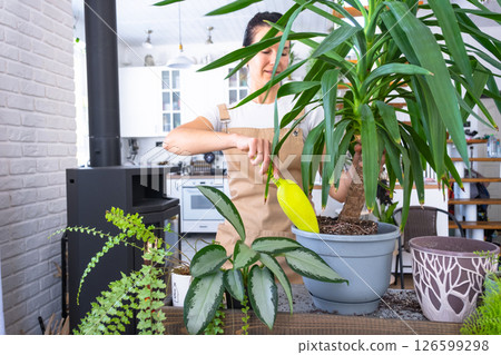 Repotting and caring home plant Yucca into new pot in home interior. Woman breeds and grows plants hobby, holds tropical plant Dracaena 126599298