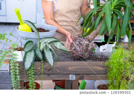 Repotting and caring home plant Yucca into new pot in home interior. Woman breeds and grows plants hobby, holds tropical plant Dracaena 126599301
