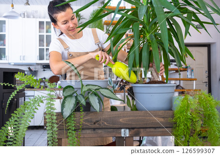 Repotting and caring home plant Yucca into new pot in home interior. Woman breeds and grows plants hobby, holds tropical plant Dracaena 126599307