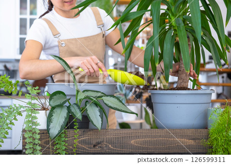 Repotting and caring home plant Yucca into new pot in home interior. Woman breeds and grows plants hobby, holds tropical plant Dracaena 126599311