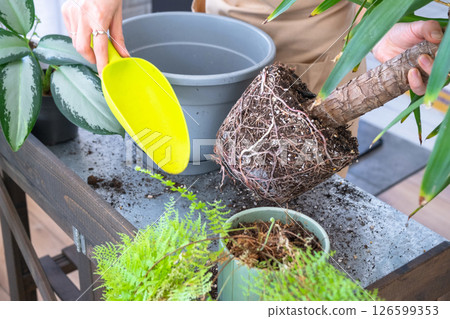 Repotting and caring home plant Yucca into new pot in home interior. Woman breeds and grows plants hobby, holds tropical plant Dracaena Repotting and caring home plant Yucca into new pot in home interior. Woman breeds and grows plants hobby, holds tropical plant Dracaena 126599353
