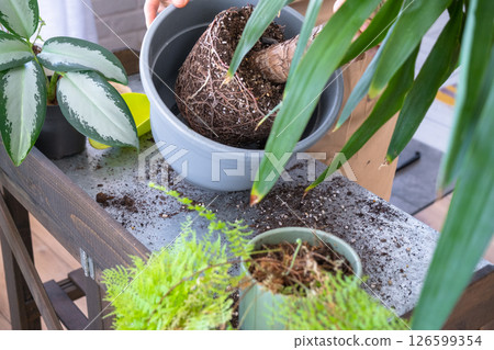 Repotting and caring home plant Yucca into new pot in home interior. Woman breeds and grows plants hobby, holds tropical plant Dracaena Repotting and caring home plant Yucca into new pot in home interior. Woman breeds and grows plants hobby, holds tropical plant Dracaena 126599354
