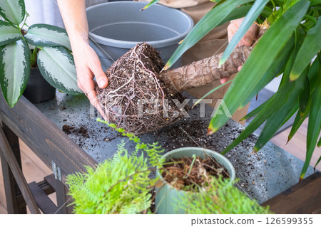 Repotting and caring home plant Yucca into new pot in home interior. Woman breeds and grows plants hobby, holds tropical plant Dracaena Repotting and caring home plant Yucca into new pot in home interior. Woman breeds and grows plants hobby, holds tropical plant Dracaena 126599355