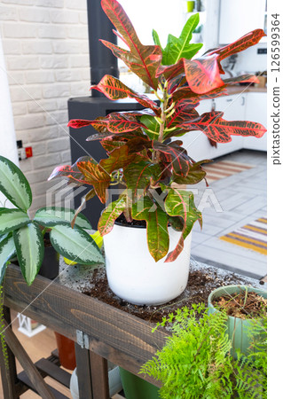 Croton Codium on the table for transplanting and caring for domestic plants in the interior of a green house with potted plants Croton Codium on the table for transplanting and caring for domestic plants in the interior of a green house with potted plants 126599364