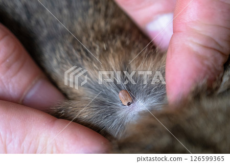 The tick bit into the skin of the cat under the fur, removing the tick 126599365