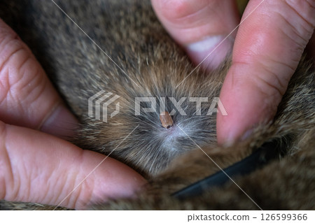 The tick bit into the skin of the cat under the fur, removing the tick 126599366