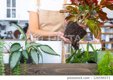 Repotting and caring home plant codium croton into new pot in home interior. Woman breeds and grows plants hobby, holds tropical plant with red leaves 126599371