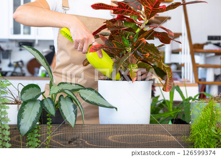 Repotting and caring home plant codium croton into new pot in home interior. Woman breeds and grows plants hobby, holds tropical plant with red leaves 126599374