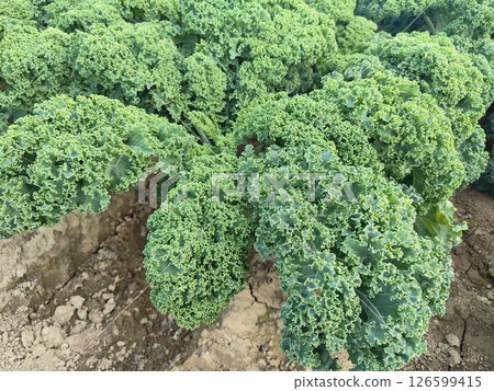 Salad Kale 126599415