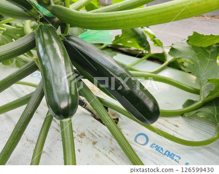 zucchini zucchini 126599430