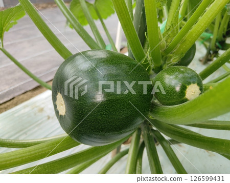 Round Zucchini Round Zucchini 126599431