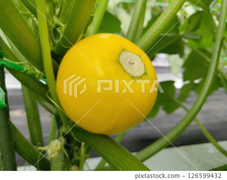 Round Zucchini Round Zucchini 126599432