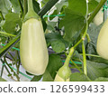 white eggplant 126599433