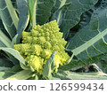 Romanesco 126599434