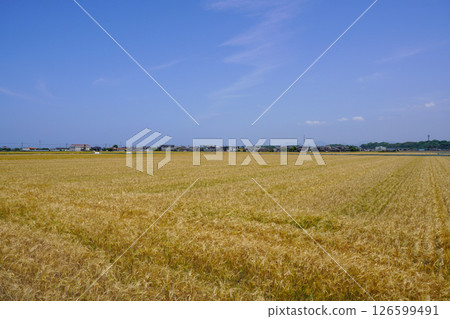 Vast barley fields stretching out as far as the eye can see, Usa City, Oita Prefecture 126599491