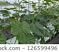 Cucumber cultivation 126599496