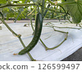 Cucumber cultivation 126599497