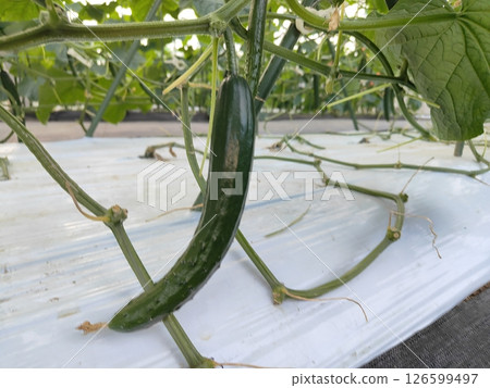 Cucumber cultivation 126599497