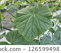 Cucumber leaves 126599498