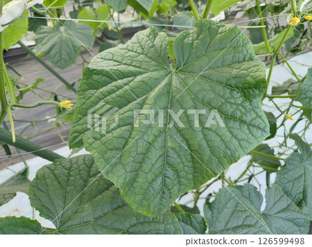 Cucumber leaves 126599498