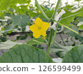 Cucumber flowers 126599499