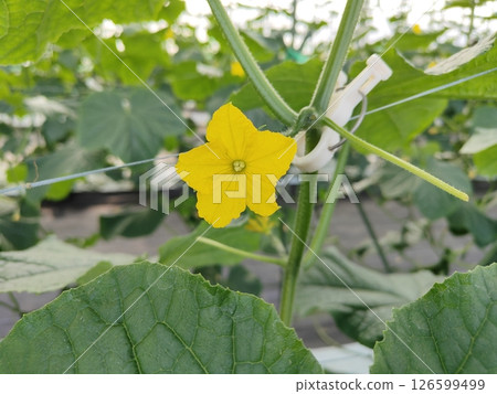 Cucumber flowers 126599499
