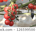  Mini Tomato 126599500