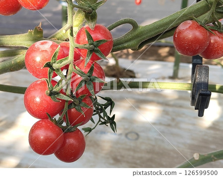  Mini Tomato 126599500