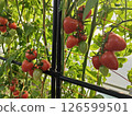  Mini Tomato 126599501